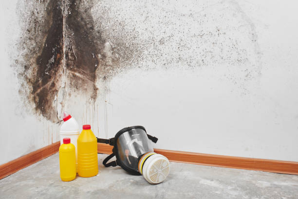 Best Mold Testing  in Rankin, TX