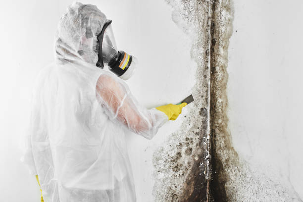 Best Attic Mold Removal  in Rankin, TX