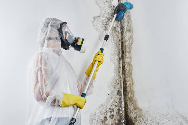 Best Commercial Mold Removal  in Rankin, TX