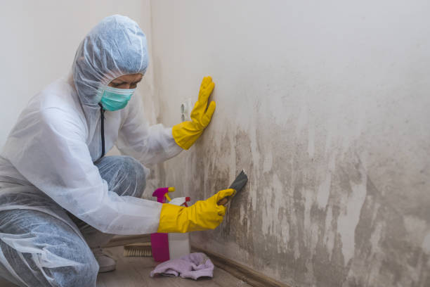 Best Local Mold Removal Service  in Rankin, TX