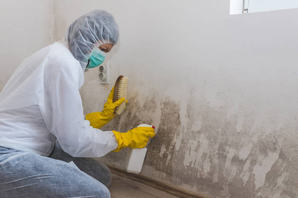 Best Mold Removal and Inspection  in Rankin, TX