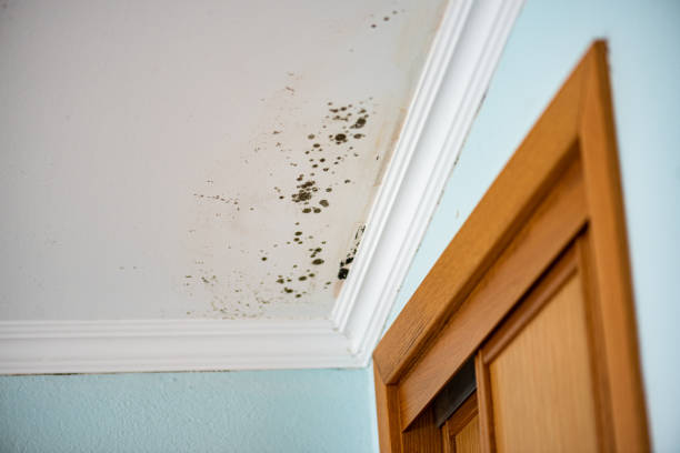 Home Mold Removal in Rankin, TX