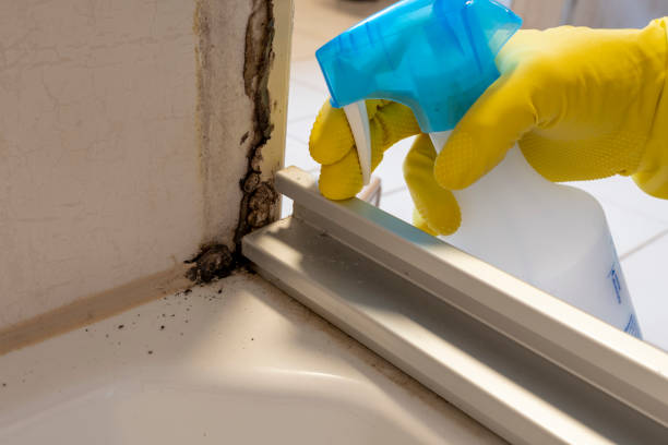 Professional Mold Removal in Rankin, TX