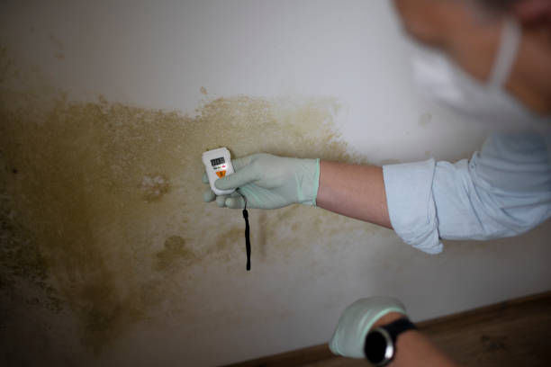 Best Affordable Mold Removal  in Rankin, TX