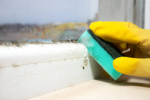 Best Office Mold Removal Services  in Rankin, TX