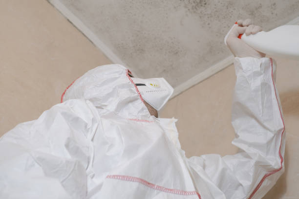 Best Mold Damage Repair  in Rankin, TX