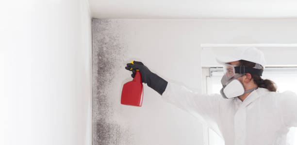Best Attic Mold Removal  in Rankin, TX