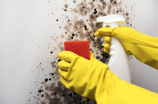 Best Emergency Mold Removal  in Rankin, TX