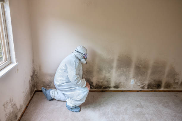 Best Black Mold Removal  in Rankin, TX