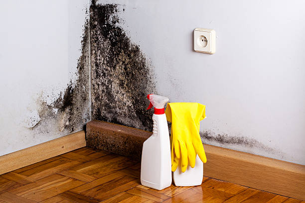 Attic Mold Removal in Rankin, TX