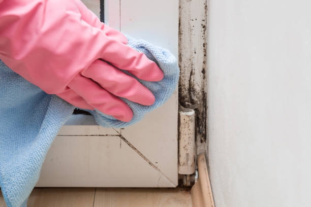 Best Mold Cleaning Services  in Rankin, TX