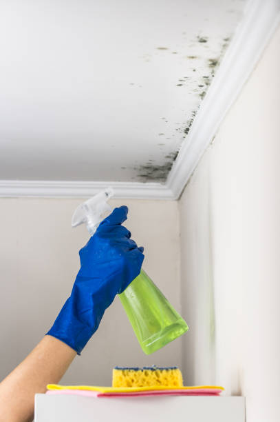 Best Best Mold Removal Companies  in Rankin, TX